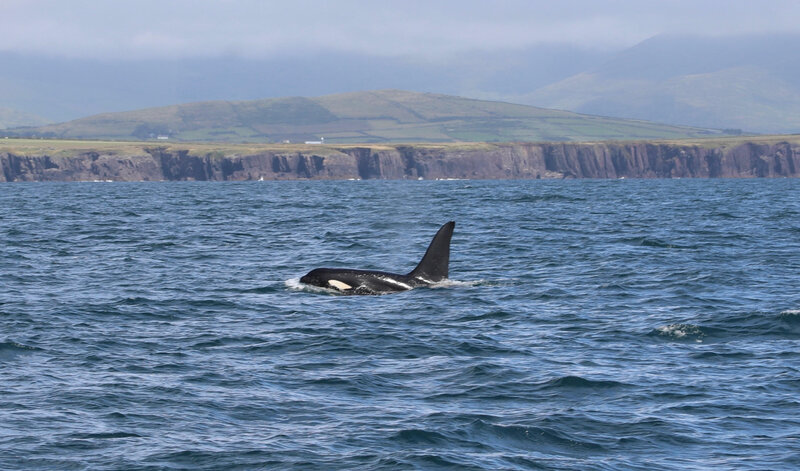 Killer Whales "John Coe" and  "Aquarius" revisit the Blaskets 10.07.2023