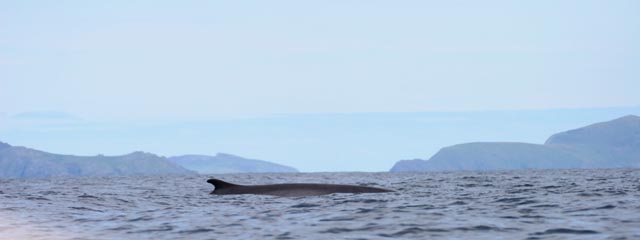 fin_whale_2_photo_by_Conor_Ryan