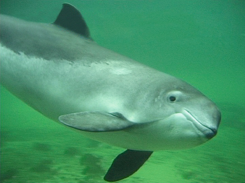 Steep Decline in Harbour Porpoise numbers in Blasket Islands SAC