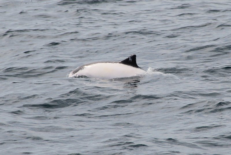 Leucistic (white) Harbour porpoise & Snowy Owl off the Blaskets.