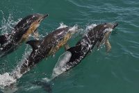 The best place in Ireland to watch whales, dolphins, basking shark - West Kerry