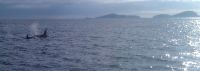 Killer whale "John Coe" and his mother visit the Blaskets