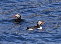 Puffins in Ireland- Blasket Islands- bird watching paradise
