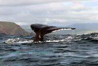 Whale Watching In Ireland Irish Whale Watching West Kerry Ireland