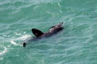 Tips on how to whale watch around the Dingle Peninsula coast