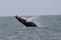 Dolphin and Whale Watching Season Ireland 2014