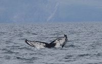 Humpback Whales of West Kerry Ireland
