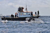 Humpback Whale Season West Kerry
