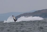 125 Individual Humpback Whales recorded in Ireland [March 2023]