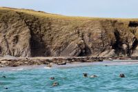 Great White Shark Lydia, tagged in Florida, approaching Ireland.