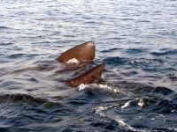 Basking sharks have returned to the Blaskets