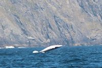 2015 whale watch season in Ireland
