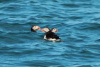 Puffins & Penguins on Dingle Peninsula & a pink island on the Blaskets