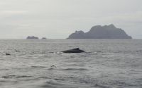 Humpback whale off the Blaskets, update