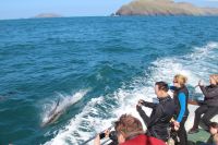 Bottlenose dolphins in Black Sound in first  boat trip of the season