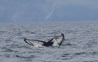 Humpback Whales of West Kerry Ireland
