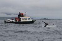 Whales & dolphins of Dingle Bay, West Kerry, s.w. Ireland